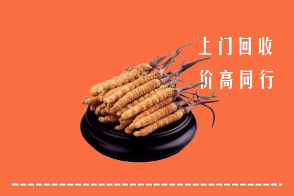 附近收购：遂昌县冬虫夏草回收多少钱每克